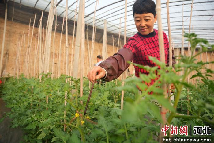 大棚蔬菜种植技术芹菜