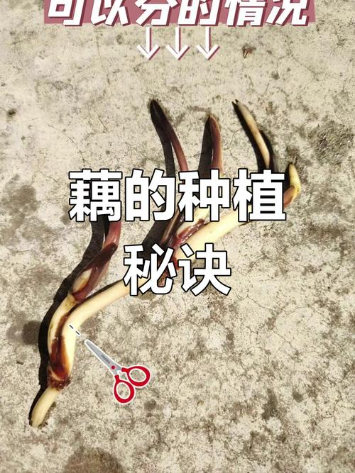 浅水藕种植技术