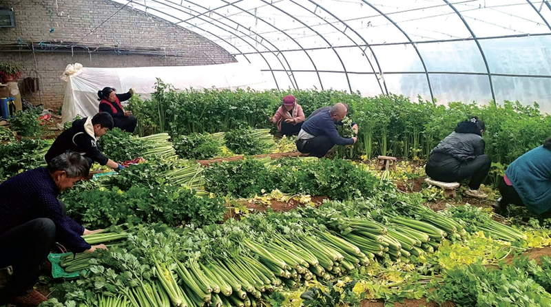 大棚蔬菜种植技术芹菜