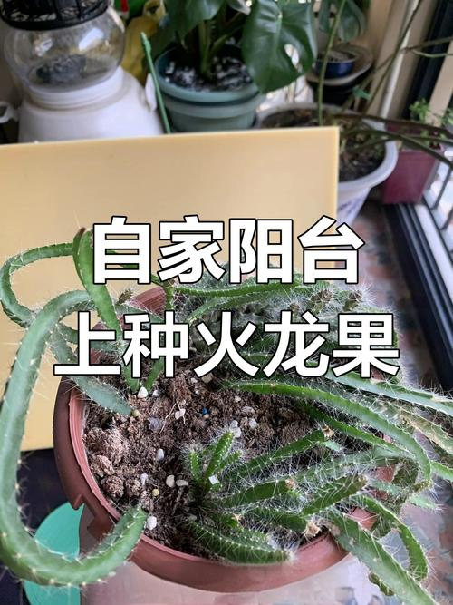 黄肉火龙果种植方法