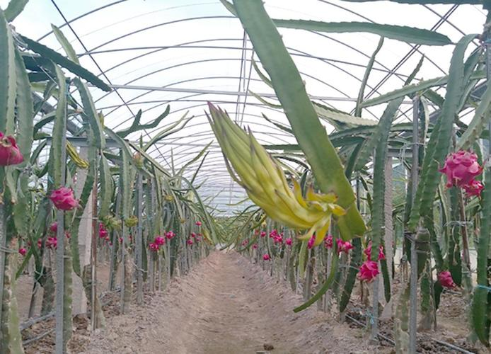 黄肉火龙果种植方法