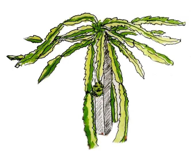 黄肉火龙果种植方法