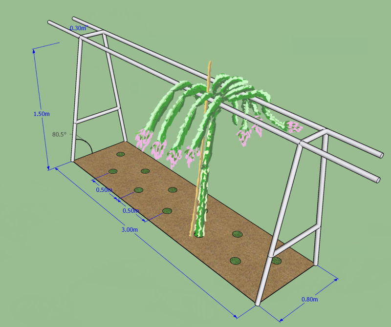 黄肉火龙果种植方法