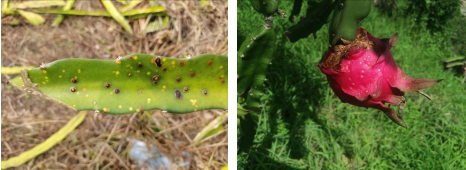 黄肉火龙果种植方法