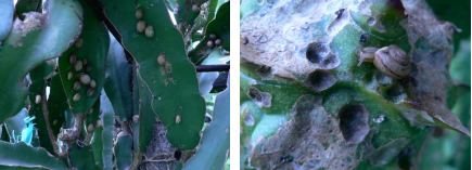 黄肉火龙果种植方法