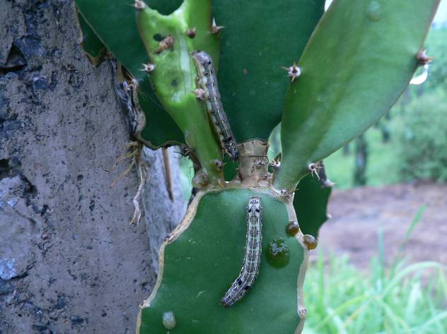 黄肉火龙果种植方法