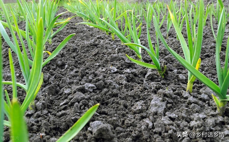 The way the pelvis is grown