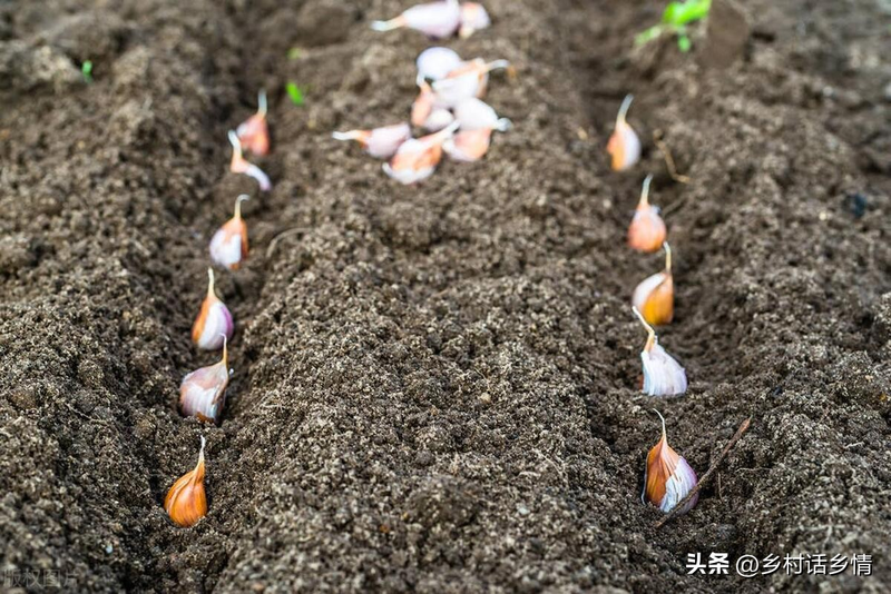 The way the pelvis is grown