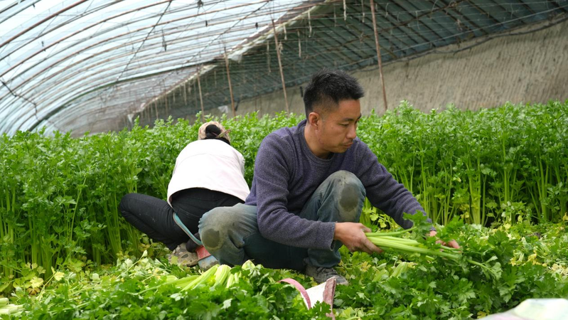 大棚蔬菜种植技术芹菜