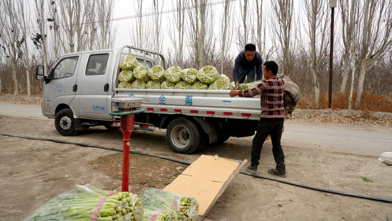 大棚蔬菜种植技术芹菜