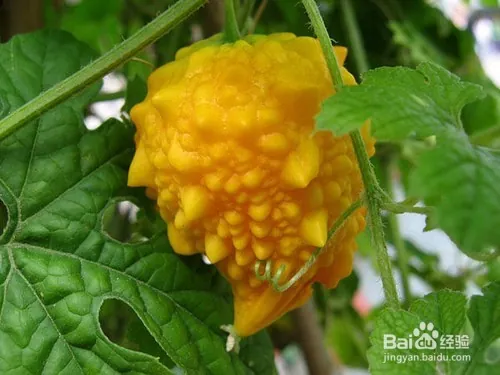 Gold bell planting techniques