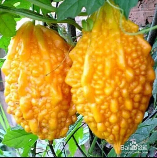 Gold bell planting techniques