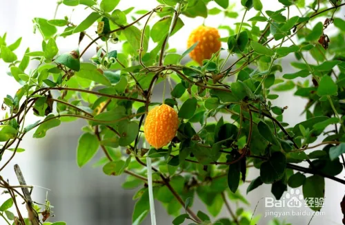Gold bell planting techniques
