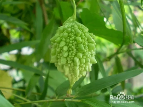 Gold bell planting techniques