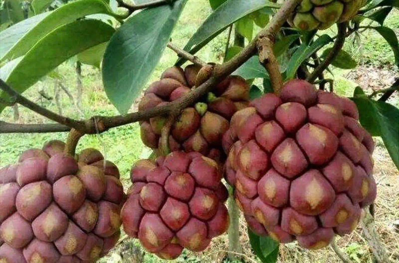 The method of planting the fruit tree