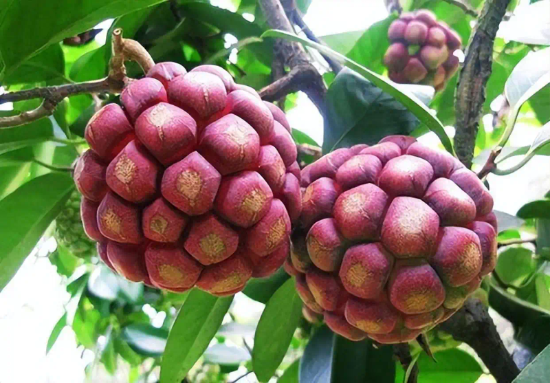 The method of planting the fruit tree