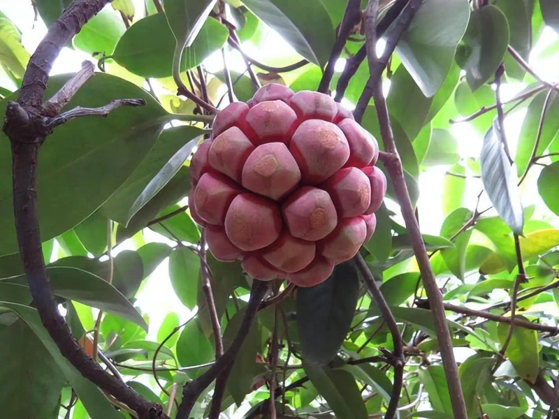 The method of planting the fruit tree