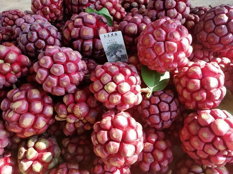 The method of planting the fruit tree