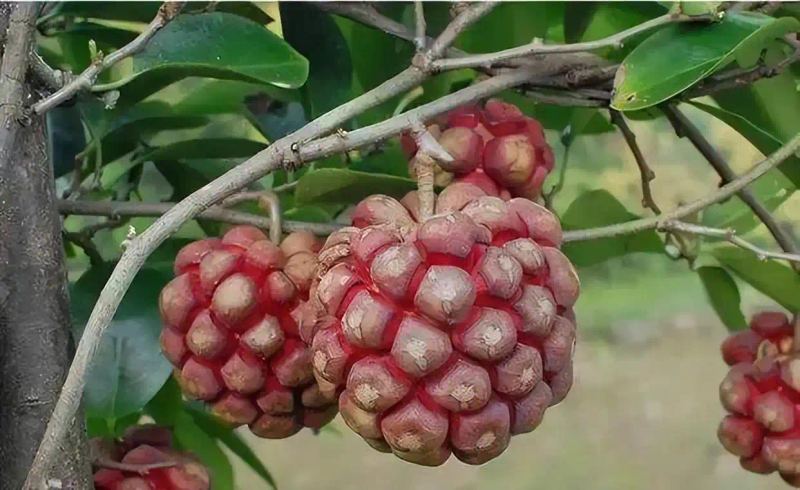 The method of planting the fruit tree
