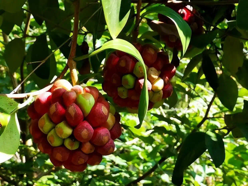 The method of planting the fruit tree