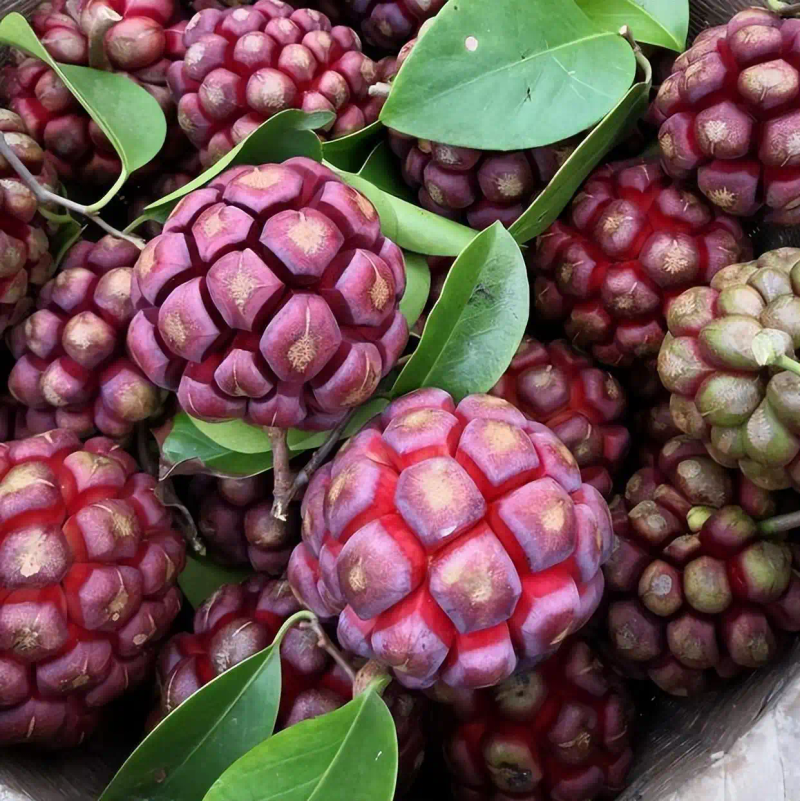 The method of planting the fruit tree