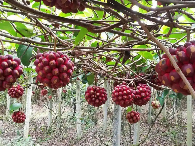The method of planting the fruit tree