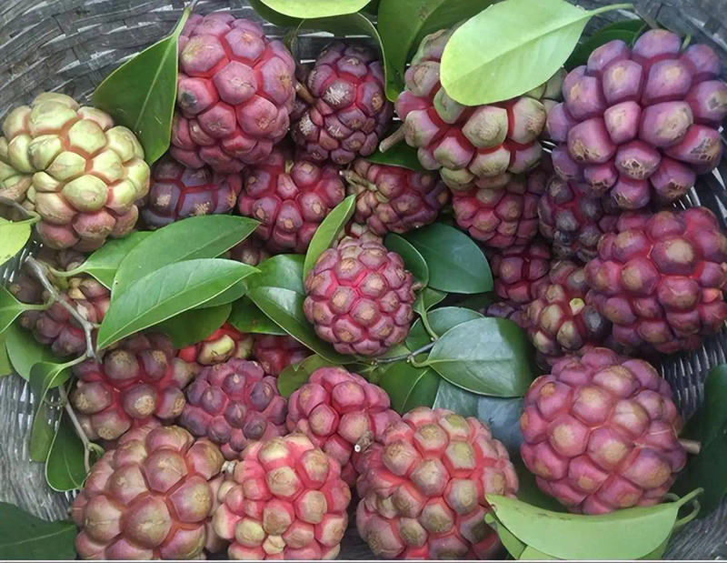 The method of planting the fruit tree