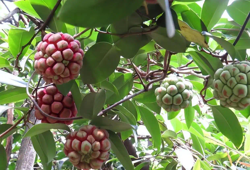 The method of planting the fruit tree