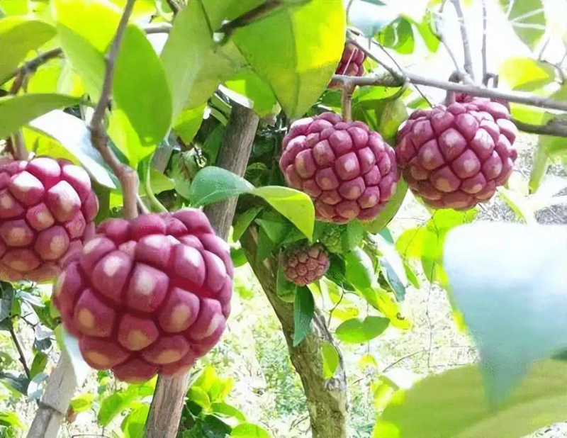 The method of planting the fruit tree