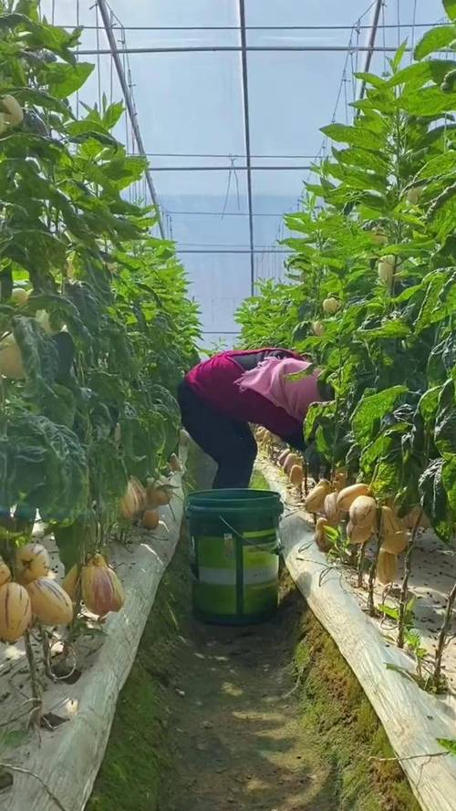 人参果树的种植技术