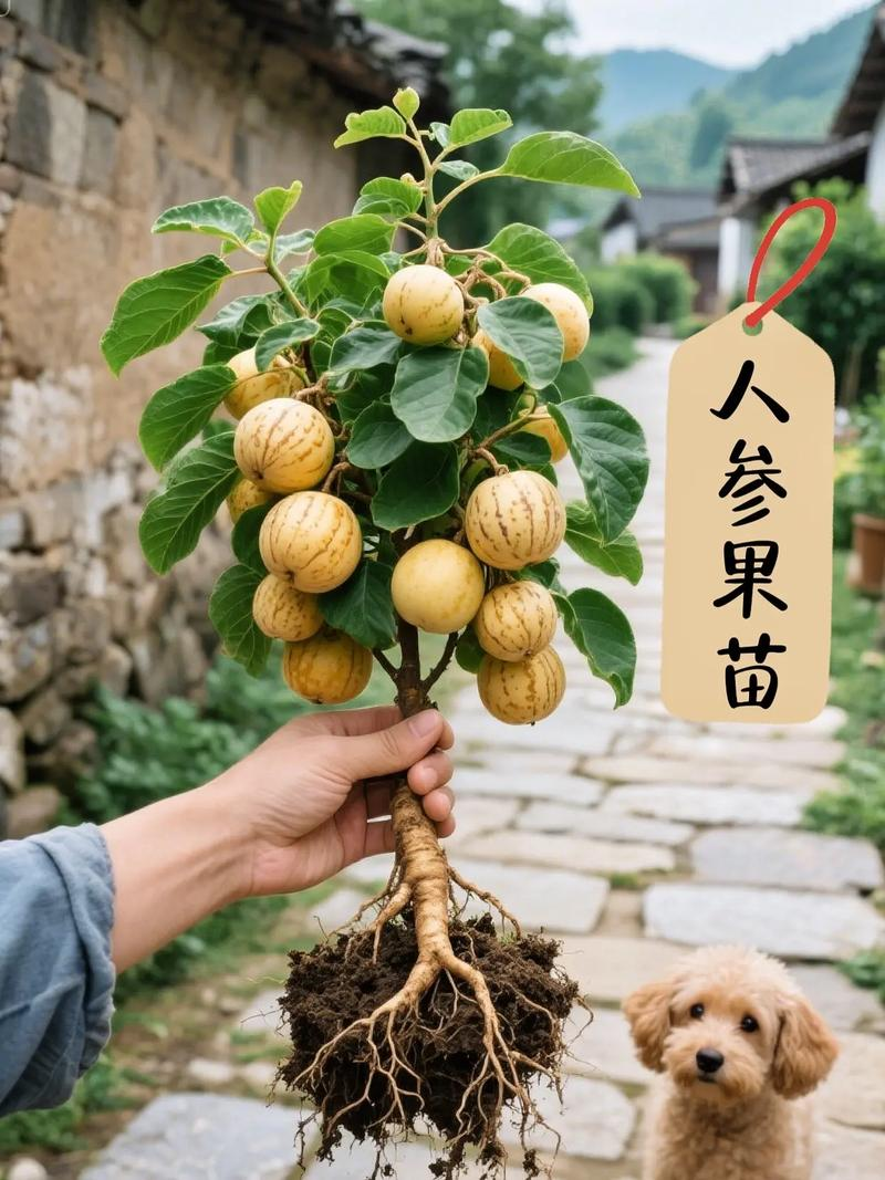 人参果树的种植技术