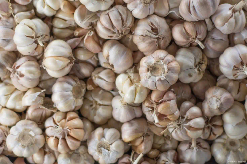 开原大蒜种植技术