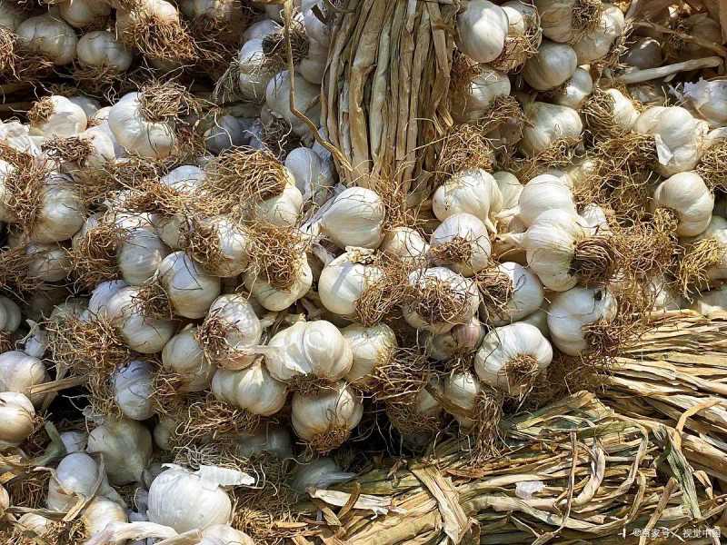 开原大蒜种植技术