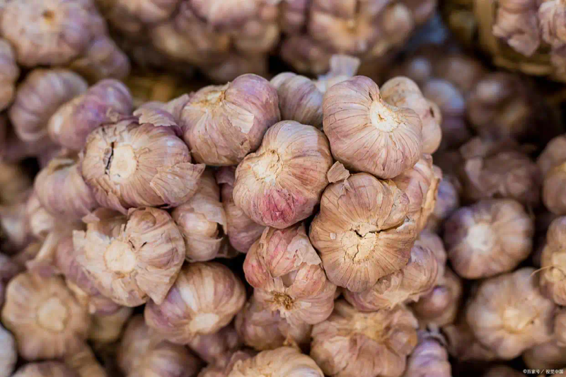 开原大蒜种植技术