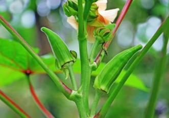秋葵的种植方法 时间