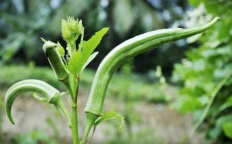 秋葵的种植方法 时间