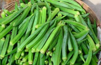 秋葵的种植方法 时间