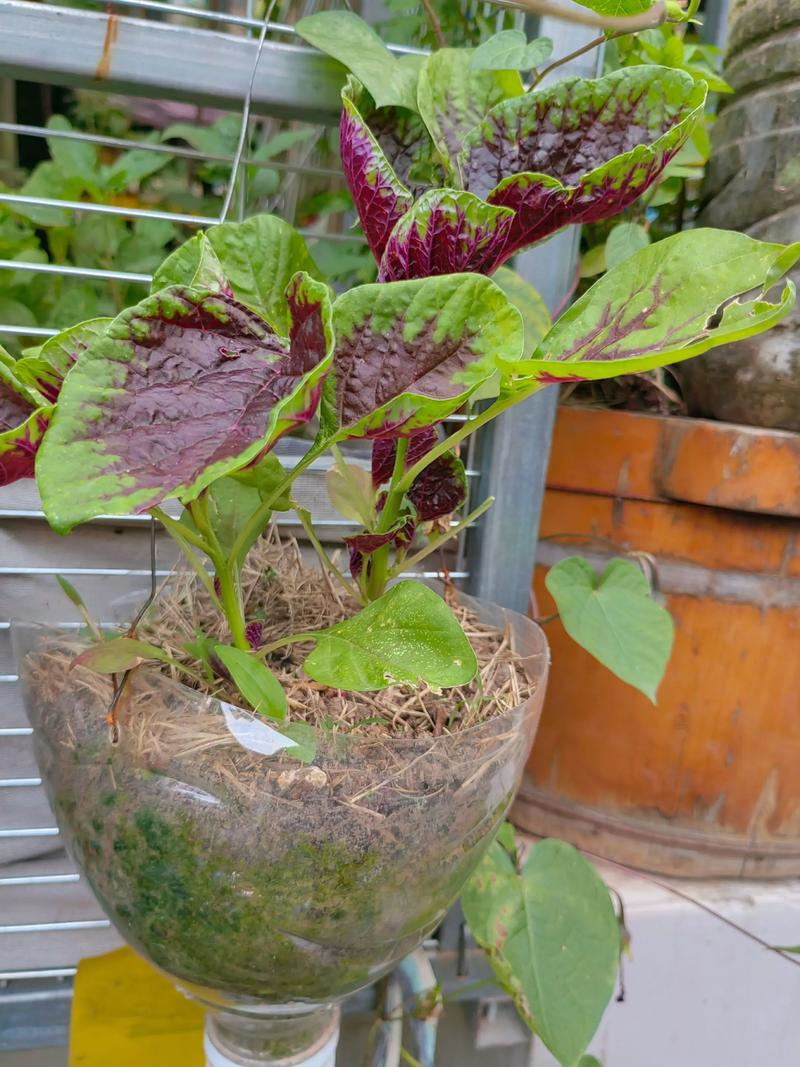 苋菜种植时间和方法