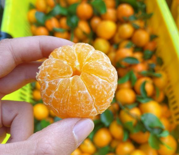 八月桔种植技术