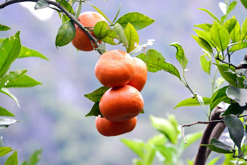 八月桔种植技术