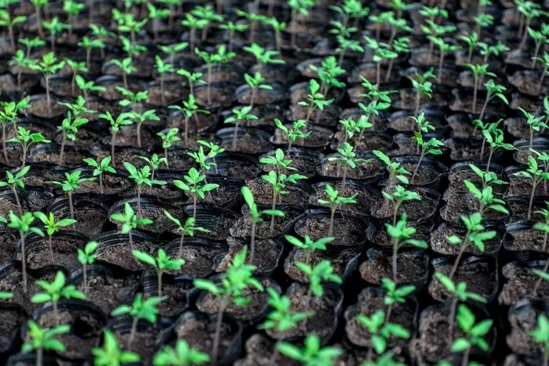 大棚蔬菜种植技术芹菜