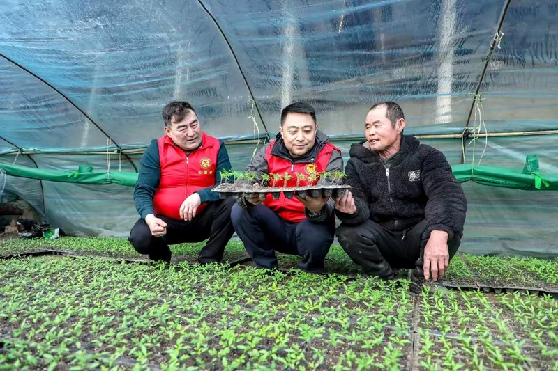 大棚蔬菜种植技术芹菜