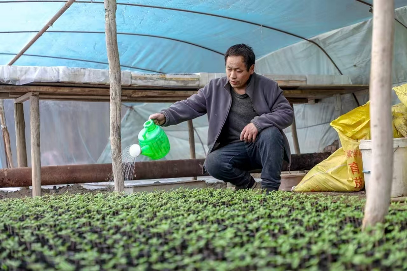 大棚蔬菜种植技术芹菜