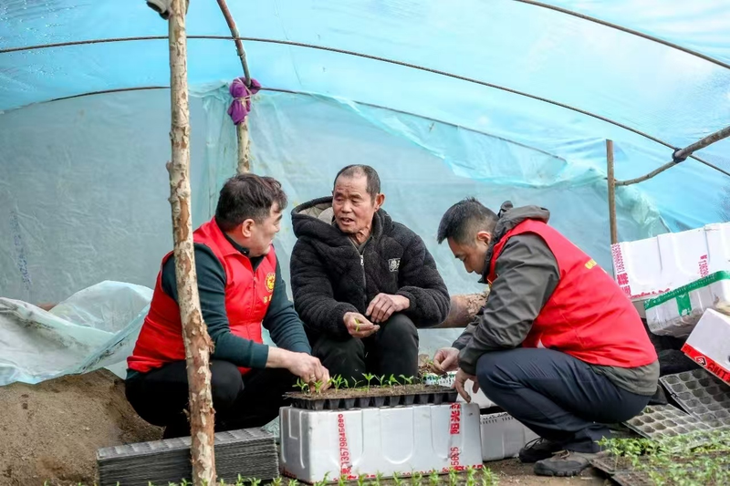 大棚蔬菜种植技术芹菜