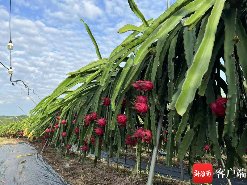 黄肉火龙果种植方法