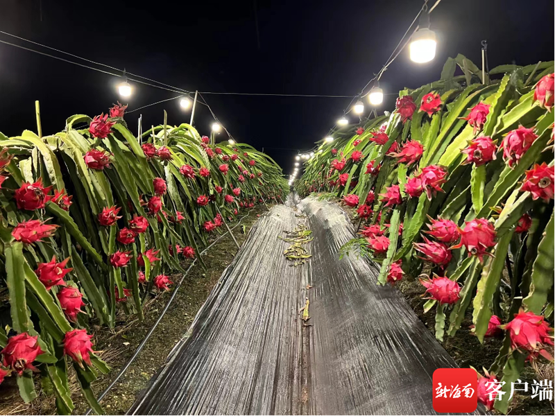 黄肉火龙果种植方法