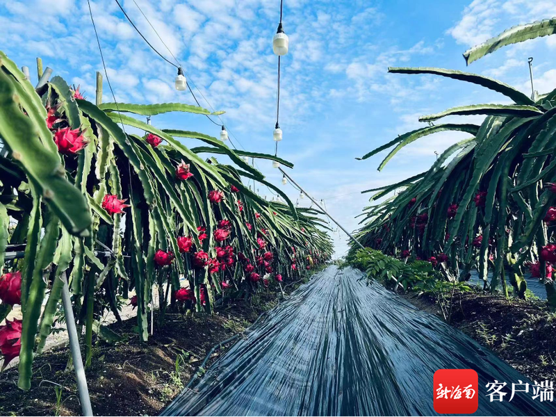 黄肉火龙果种植方法