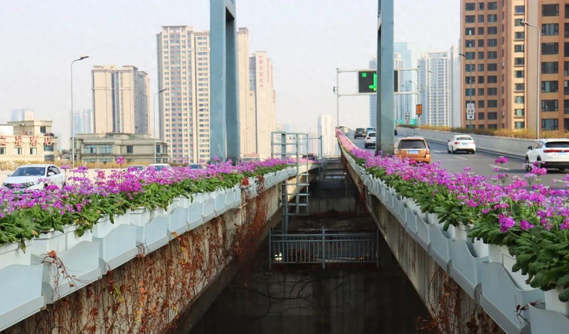 一串红的种植方法