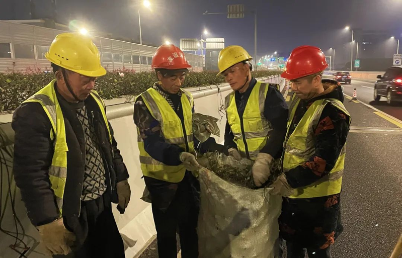 一串红的种植方法