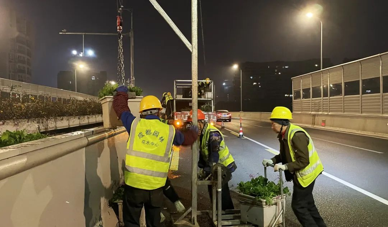 一串红的种植方法